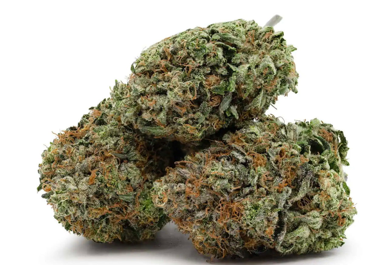 BPUFFIN Gas Mask π·