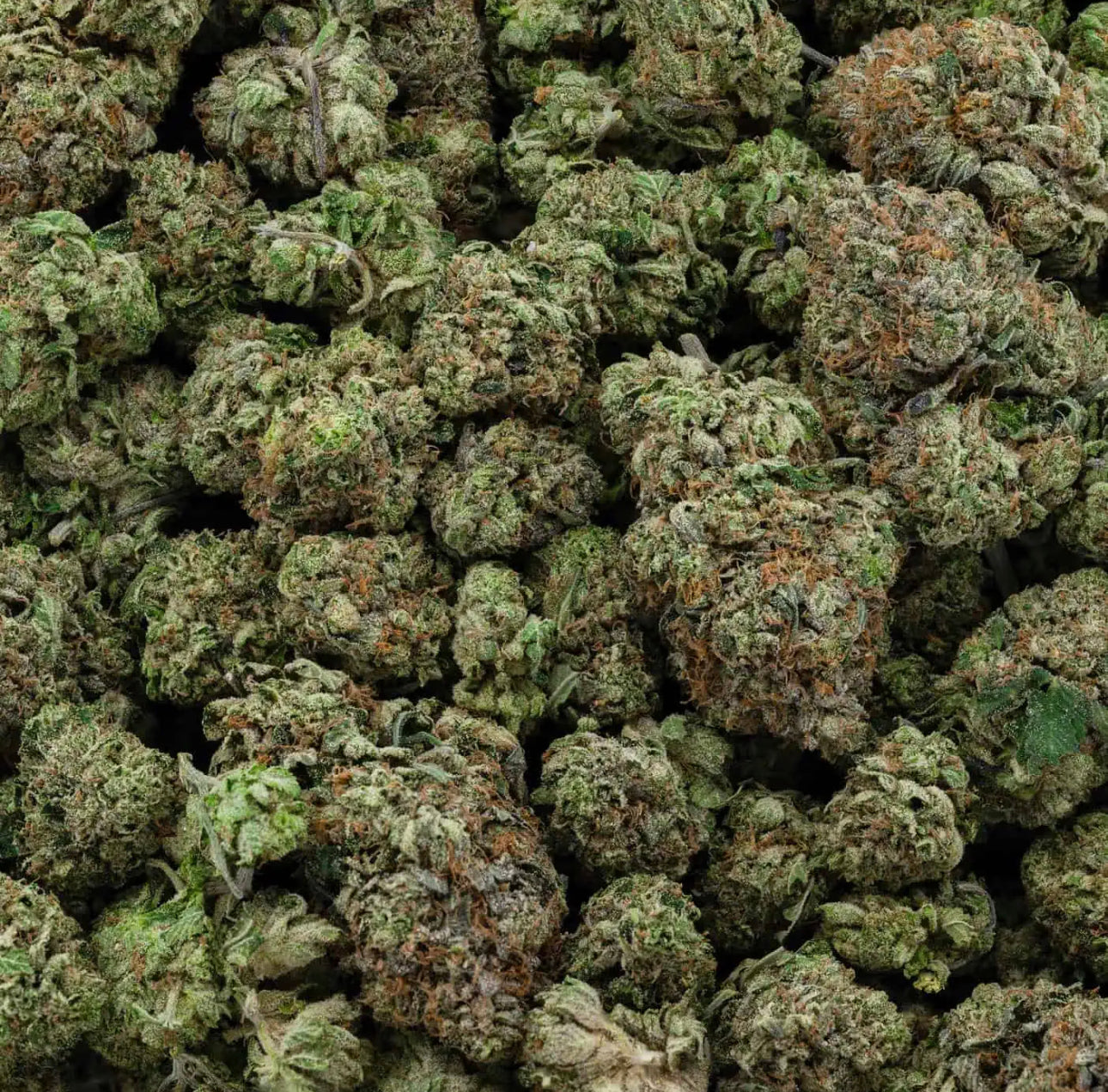 BPUFFIN Gas Mask π·
