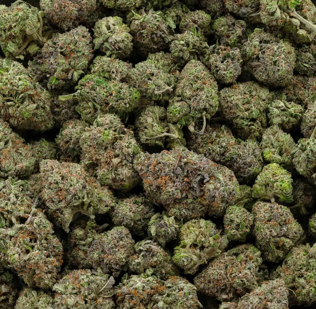 Skywalker OG 👽
