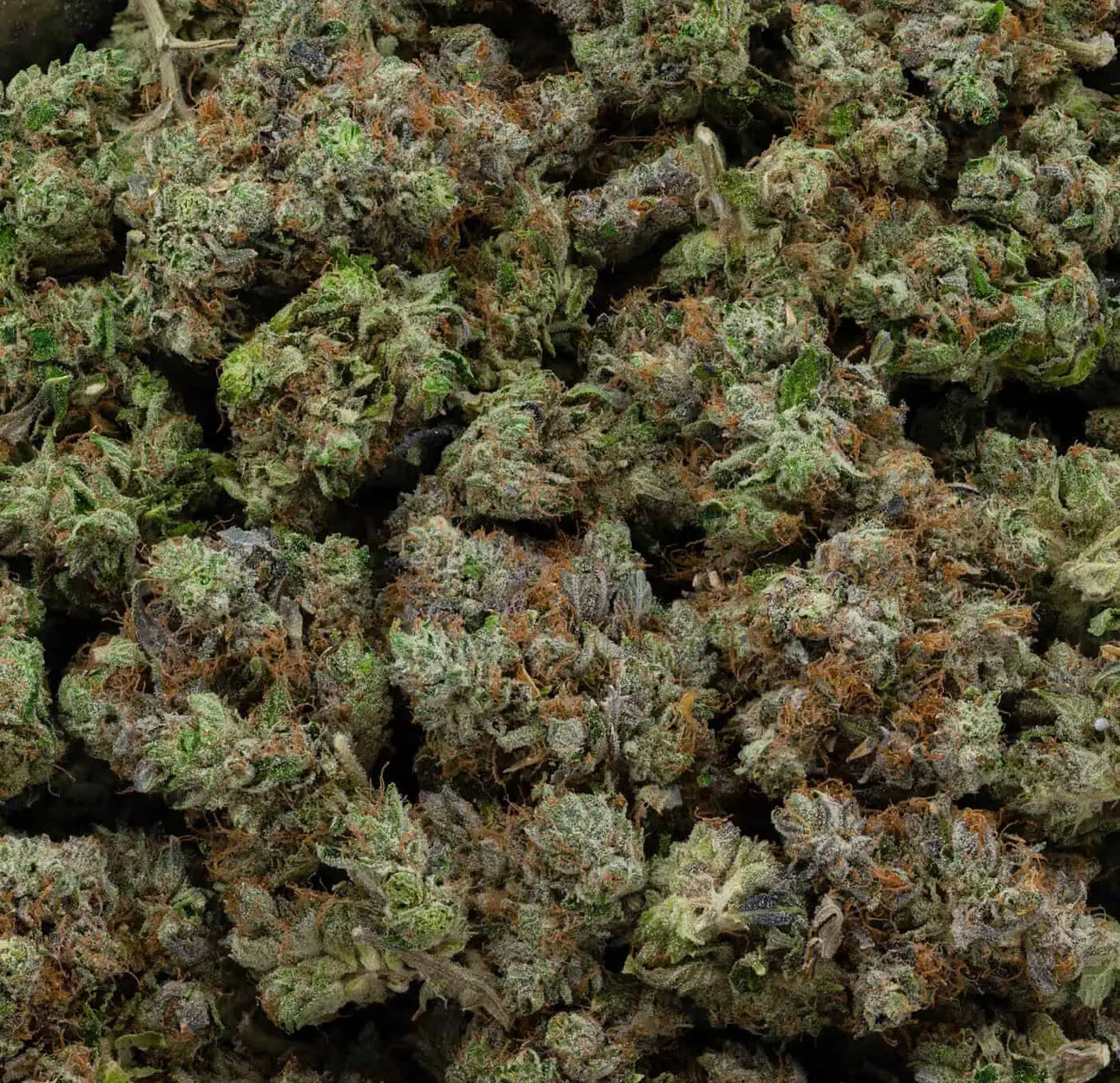 Pine Tar Kush 🌲